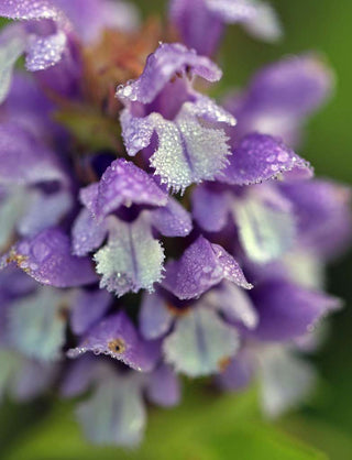 Prunella vulgaris <br>HEAL ALL, SELF HEAL