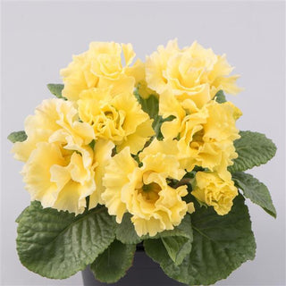 Primula vulgaris, Primula acaulis <br>PRIMROSE DOUBLE CREAM