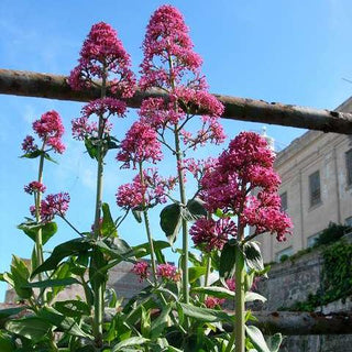 Centranthus ruber <br>RED VALERIAN