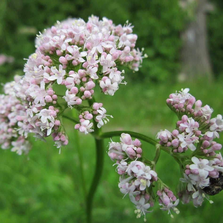 valerian plant indoor Valeriana officinalis VALERIAN – Ferri Seeds
