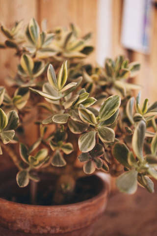 Crassula ovata <br>VARIEGATED JADE PLANT <br>2 Leaf Cuttings