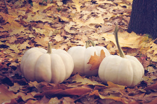 Cucurbita Pepo <br>CASPERITA WHITE PUMPKIN