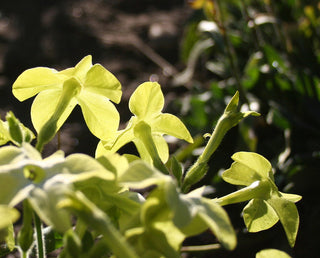LIME FLOWERING TOBACCO <br>Nicotiana