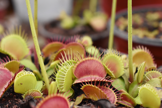 Dionaea muscipula <br>VENUS FLYTRAP 'RED JAWS '