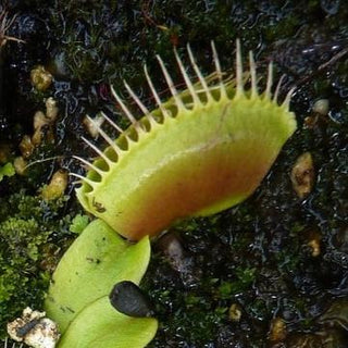 Dionaea muscipula <br>VENUS FLYTRAP 'DARWIN'