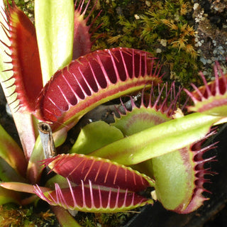 Dionaea muscipula <br>VENUS FLYTRAP 'ADRIAN GIANT'