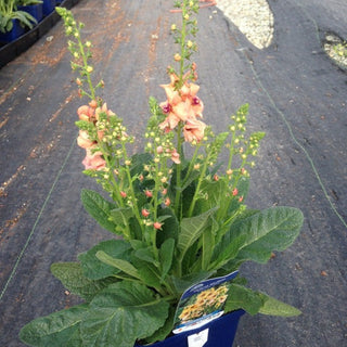 Verbascum phoeniceum <br>TEMPTRESS FLOWER MIX, MULLEIN