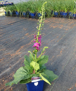 Verbascum phoeniceum <br>TEMPTRESS FLOWER MIX, MULLEIN
