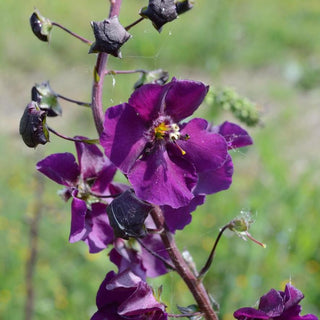 Verbascum hybridum <br>TEMPTRESS FLOWER MIX