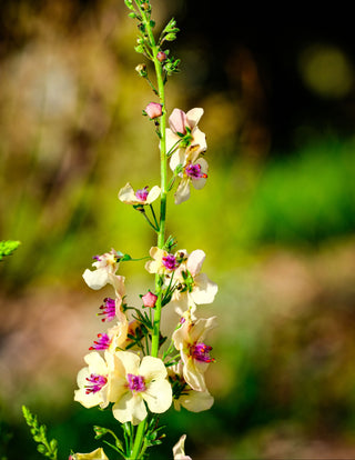 Verbascum phoeniceum <br>TEMPTRESS FLOWER MIX, MULLEIN