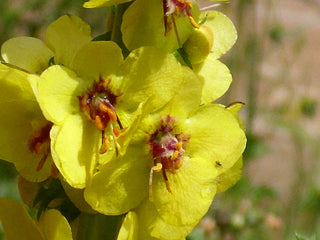 Verbascum phoeniceum <br>TEMPTRESS FLOWER MIX, MULLEIN