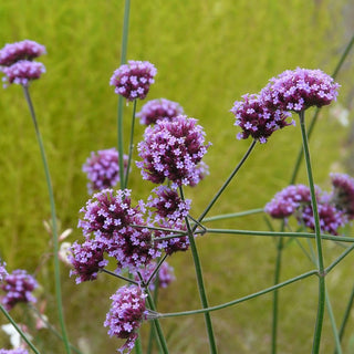 Verbena bonariensis <br>TALL VERBENA, PURPLETOP VERVAIN, BRAZILIAN
