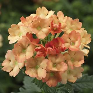 Verbena hybrida <br>OBSESSION APRICOT VERBENA