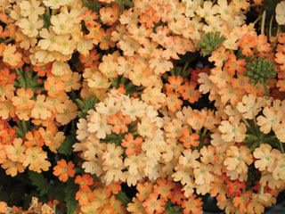 Verbena hybrida <br>OBSESSION APRICOT VERBENA