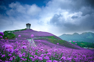 Verbena bonariensis <br>TALL VERBENA, PURPLETOP VERVAIN, BRAZILIAN