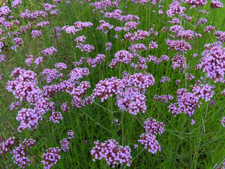 Verbena bonariensis <br>TALL VERBENA, PURPLETOP VERVAIN, BRAZILIAN