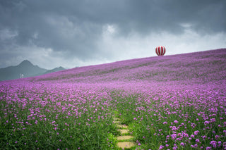 Verbena bonariensis <br>TALL VERBENA, PURPLETOP VERVAIN, BRAZILIAN
