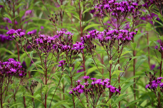 Serradula gigantea, Vernonia gigantea <br>TALL IRONWEED