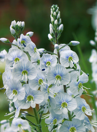 Veronica gentianoides <br>GENTIAN SPEEDWELL 'BLUE STREAK'
