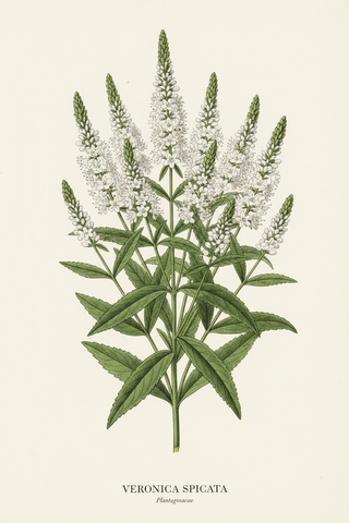 Veronica spicata alba <br>WHITE SPIKED SPEEDWELL