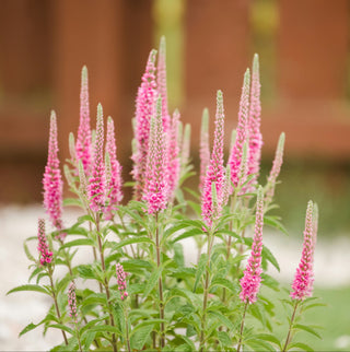 Veronica spicata <br>PINK SPIKED SPEEDWELL