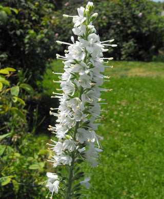 white speedwell veronica