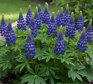 Lupinus polyphyllus <br>LUPIN LUPINI BLUE SHADES (EXTRA-MINI)
