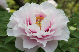 Paeonia suffruticosa <br>TREE PEONY WHITE WITH PINK
