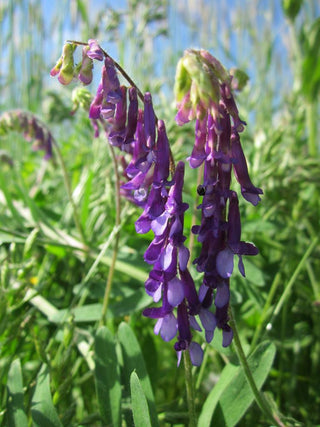 Vicia cracca <br>BIRD VETCH