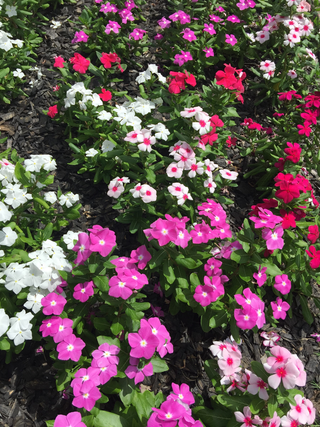 Catharanthus rosea <br>VINCA BOLD MIX