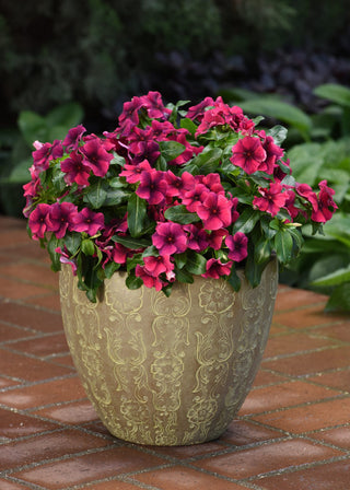 Catharanthus roseus <br>VINCA TATTOO BLACK CHERRY