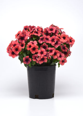 Catharanthus roseus <br>VINCA TATTOO PAPAYA