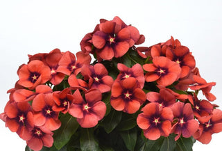 Catharanthus roseus <br>VINCA TATTOO TANGERINE