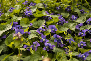 Viola sororia <br>BLUE VIOLET