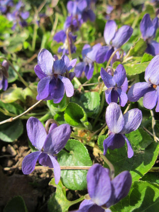 Viola sororia <br>BLUE VIOLET