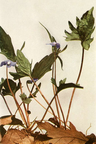 Viola palmata <br>WOOD VIOLET, PANSY