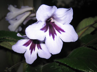 Streptocarpus <br>CAPE PRIMROSE MIX