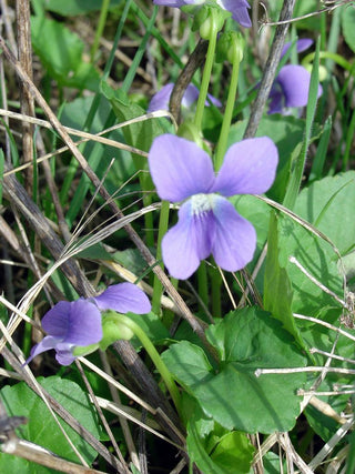 Viola sororia <br>BLUE VIOLET