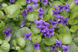 Viola sororia <br>BLUE VIOLET