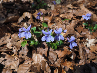 Viola pedata <br>BIRD'S FOOT VIOLET