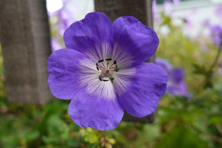 Geranium <br>GERANIUM BUXTON'S BLUE Perennial