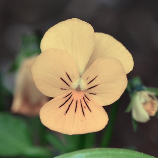 Viola odorata var. sulfurea <br>SWEET VIOLET, CREAMY APRICOT-YELLOW