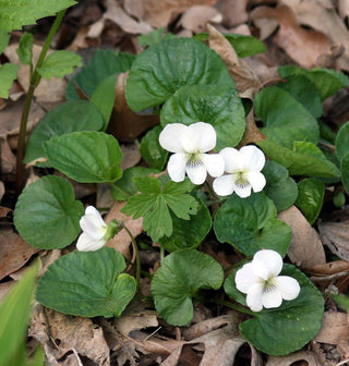 Viola sororia <br>WHITE-FLOWERED VIOLA