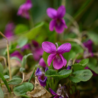 Violet sororia rubra <br>RED FORM VIOLA