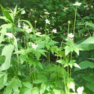 Anemone virginiana <br>TALL THIMBLE WEED