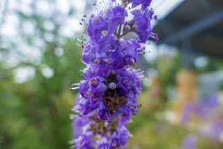 Vitex agnus-castus <br>LILAC CHASTETREE Monks Pepper Tree