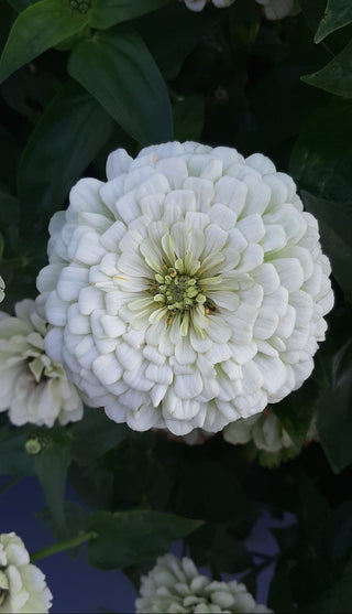 Zinnia elegans <br>ZINNIA GIANT WHITE DAHLIA-FLOWERED