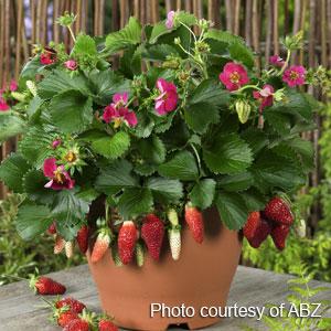 strawberry toscana seeds Fragaria ananassa toscana PINK-FLOWERED STRAWBERRY – Ferri Seeds
