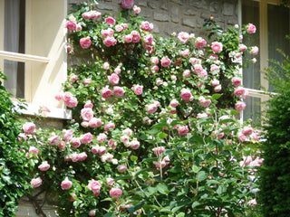 Rosa <br>PINK CLIMBING ROSE