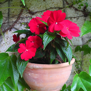 Impatiens walleriana <br>IMPATIENS 'CRANBERRY'